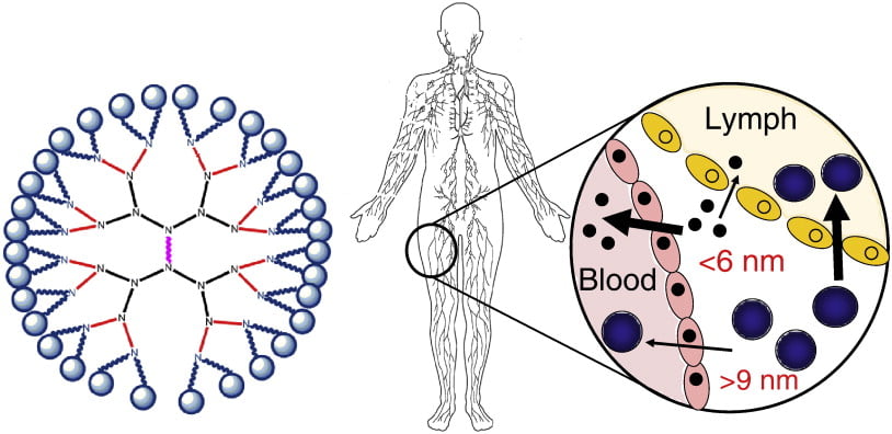 Graphical abstract showing relative sizes of blood and lymph cells