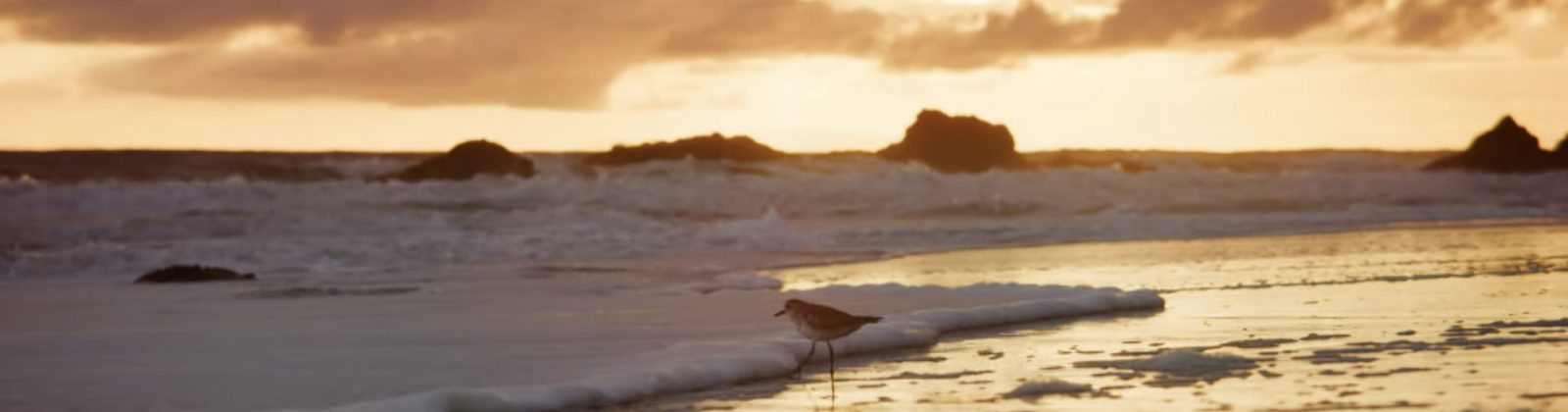 Sunset image of ocean and shorebird